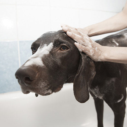 j&k dog grooming